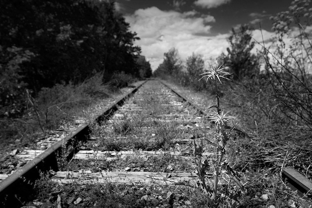 Grass-covered railway tracks disappearing among trees.